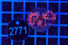 Acanthastrea lordhowensis Ultra