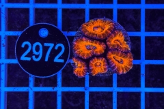 Acanthastrea lordhowensis Ultra