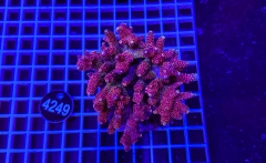 Acropora Indo Maricultured