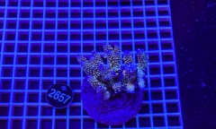 Acropora Indo Maricultured
