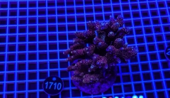 Acropora Indo Maricultured