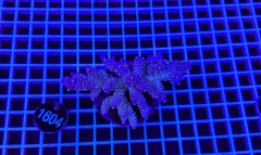 Acropora Indo Maricultured