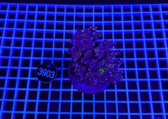 Acropora Indo Maricultured