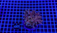 Acropora Indo Maricultured