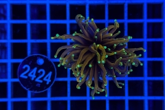 Euphyllia glabrescens