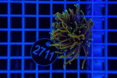 Euphyllia glabrescens