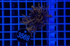 Euphyllia glabrescens