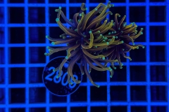 Euphyllia glabrescens