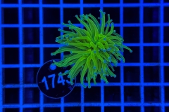 Euphyllia glabrescens