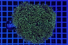 Euphyllia glabrescens