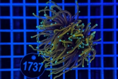 Euphyllia glabrescens