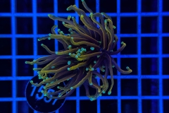 Euphyllia glabrescens