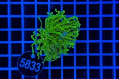 Euphyllia glabrescens