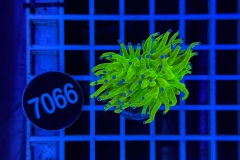 Euphyllia glabrescens