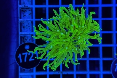 Euphyllia glabrescens