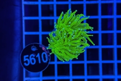 Euphyllia glabrescens