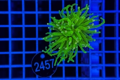 Euphyllia glabrescens