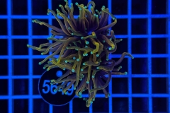 Euphyllia glabrescens