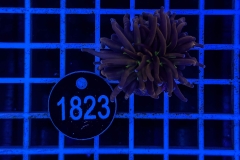 Euphyllia glabrescens