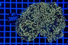 Euphyllia paraancora