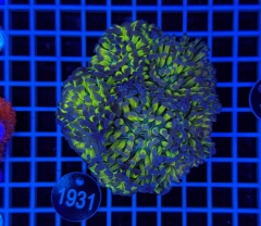 Euphyllia paraancora