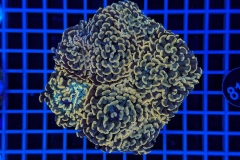 Euphyllia paraancora