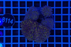 Euphyllia paraancora