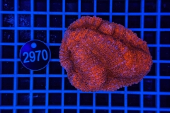 Lobophyllia