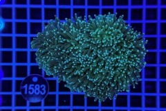 Euphyllia glabrescens