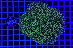 Euphyllia glabrescens