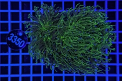 Euphyllia glabrescens