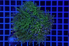 Euphyllia glabrescens