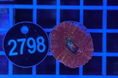 Acanthastrea bowerbanki