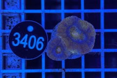Acanthastrea bowerbanki
