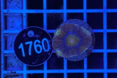 Acanthastrea bowerbanki