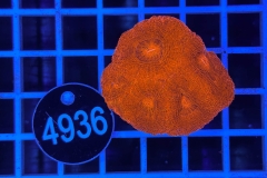 Acanthastrea bowerbanki