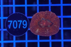 Acanthastrea bowerbanki