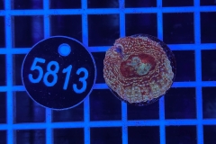 Acanthastrea bowerbanki