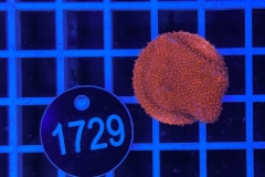 Montipora