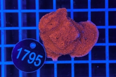Montipora