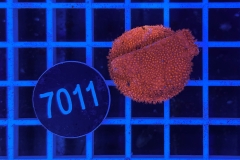 Montipora