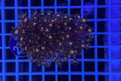 Goniopora Rainbow