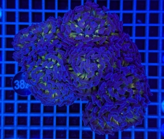 Euphyllia paraancora