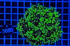 Euphyllia paraancora