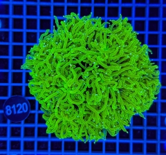 Euphyllia glabrescens