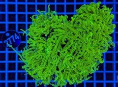 Euphyllia glabrescens