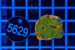 Acanthastrea echinata