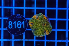 Acanthastrea echinata