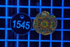 Acanthastrea echinata