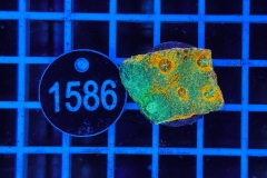 Acanthastrea echinata